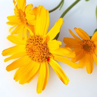 Ekstrakt z Arnica Montana